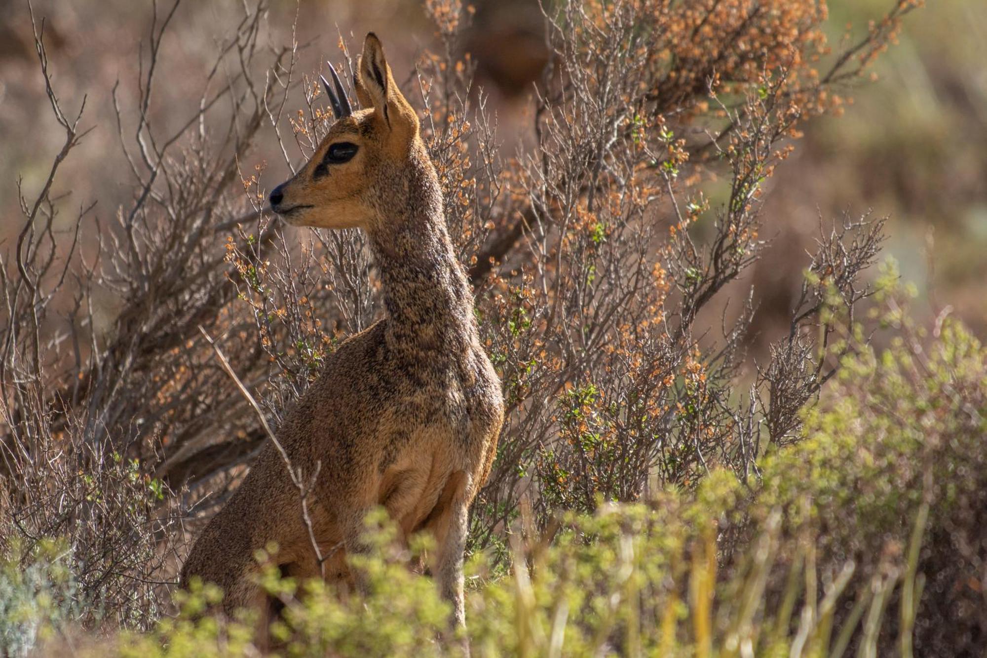 Bosch Luys Kloof Nature Reserve Ladismith Exterior photo