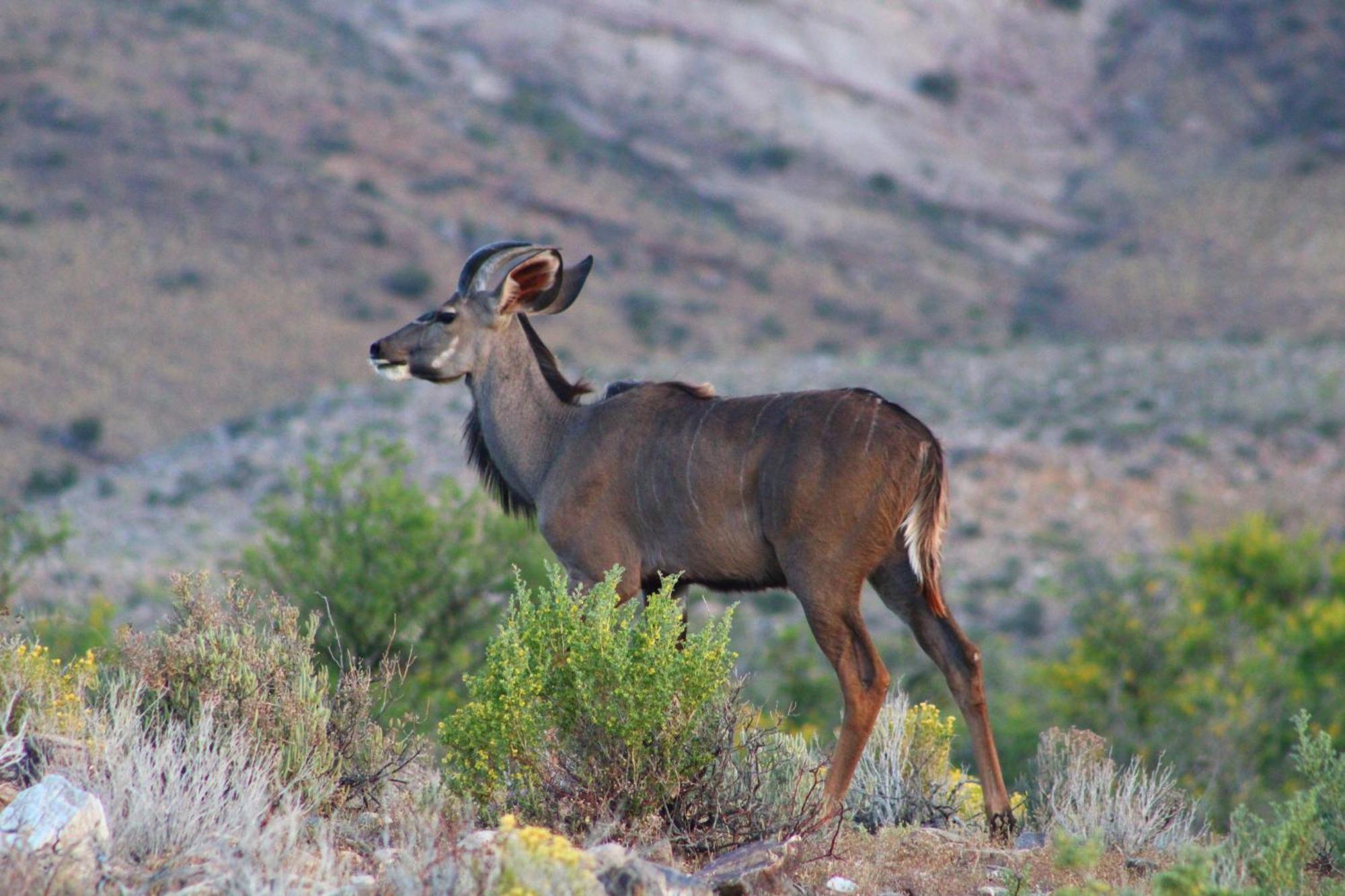 Bosch Luys Kloof Nature Reserve Ladismith Exterior photo