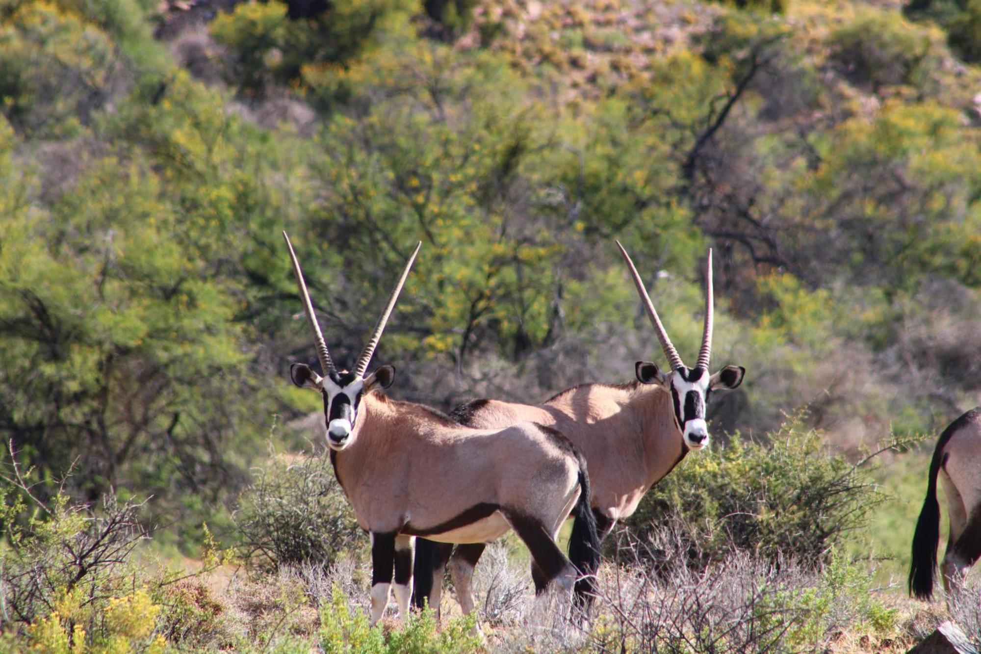 Bosch Luys Kloof Nature Reserve Ladismith Exterior photo